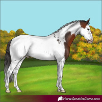 Horse Color:Bay Splash Tobiano Frame 