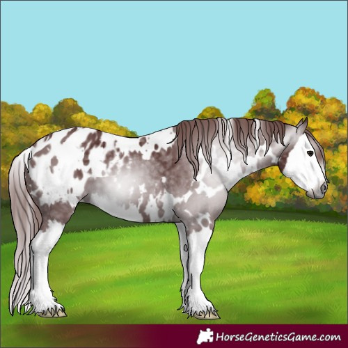 Horse Color:Gray White Spotted Chocolate Smoky Black Splash Appaloosa 