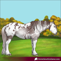 Horse Color:Gray White Spotted Chocolate Smoky Black Splash Appaloosa 