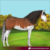 Horse Color:Bay Splash 