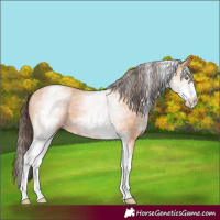 Horse Color:White Spotted Amber Champagne 