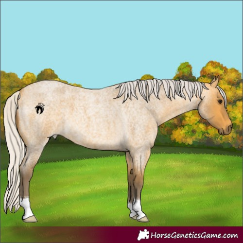 Horse Color:Silver Buckskin Roan 