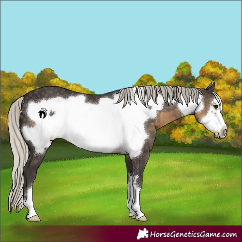 Horse Color:Silver Smoky Black Frame 