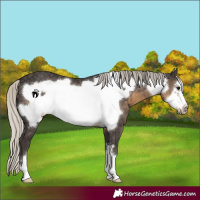 Horse Color:Silver Smoky Black Frame
