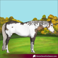 Horse Color:Silver Smoky Black Frame 