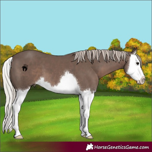 Horse Color:Silver Black Splash 