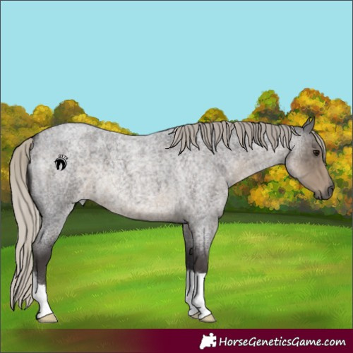 Horse Color:Silver Smoky Blue Roan 