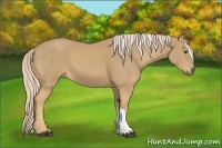Horse Color:Palomino 