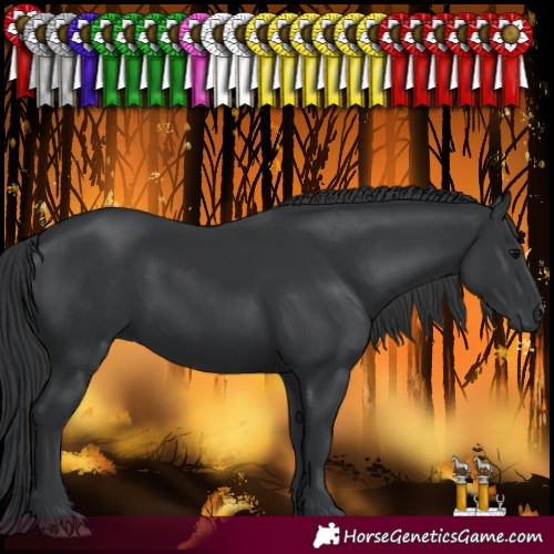 Horse Color:Black 