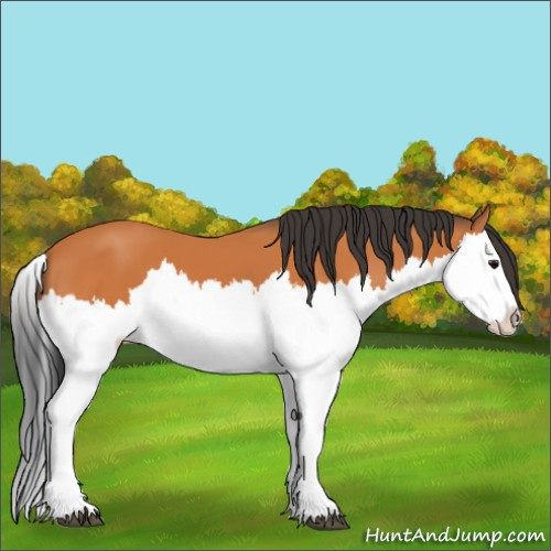 Horse Color:Bay Splash 