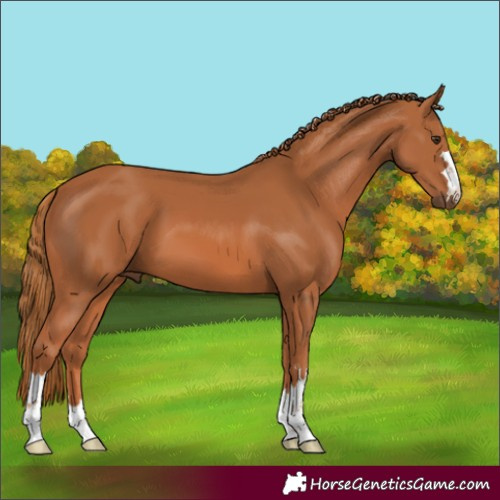 Horse Color:Chestnut 