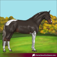 Horse Color:Liver Chestnut Tobiano 