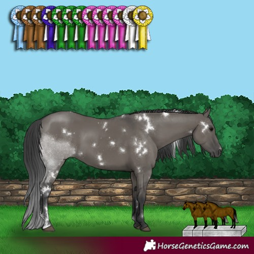 Horse Color:White Spotted Grullo Sabino Rabicano 