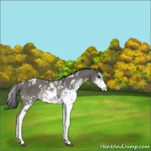 Horse Color:Grullo Sabino Appaloosa Rabicano 