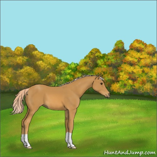 Horse Color:Palomino 