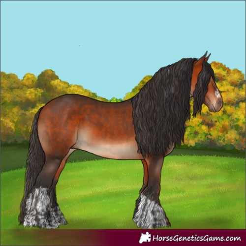 Horse Color:Bay  and Bay 