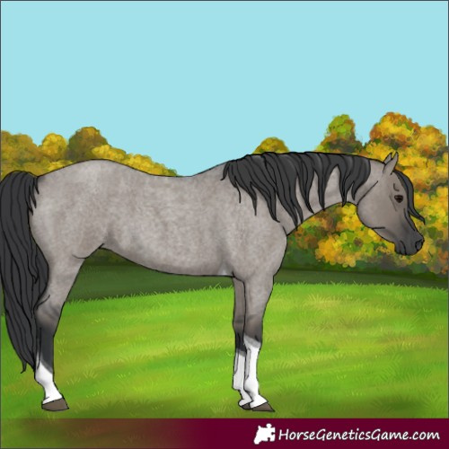 Horse Color:Grullo Roan Tobiano