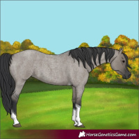 Horse Color:Grullo Roan Tobiano