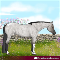 Horse Color:Grullo Roan Tobiano 