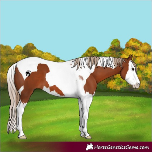 Horse Color:Chestnut Splash Tobiano 