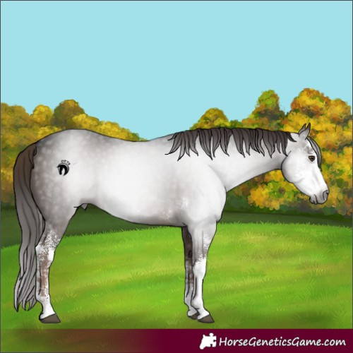 Horse Color:Gray Liver Chestnut Sabino 