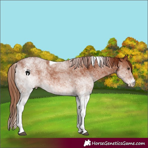Horse Color:White Spotted Chestnut Tobiano 