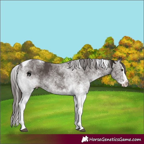 Horse Color:White Spotted Liver Chestnut Splash Tobiano 