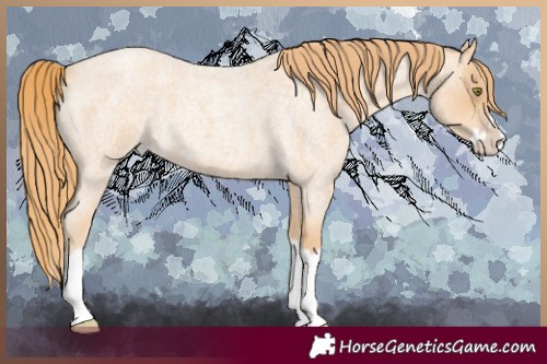 Horse Color:Gold Champagne Roan Splash 
