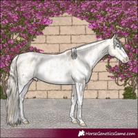 Horse Color:Perlino Sabino  and Perlino Sabino Near Leopard 
