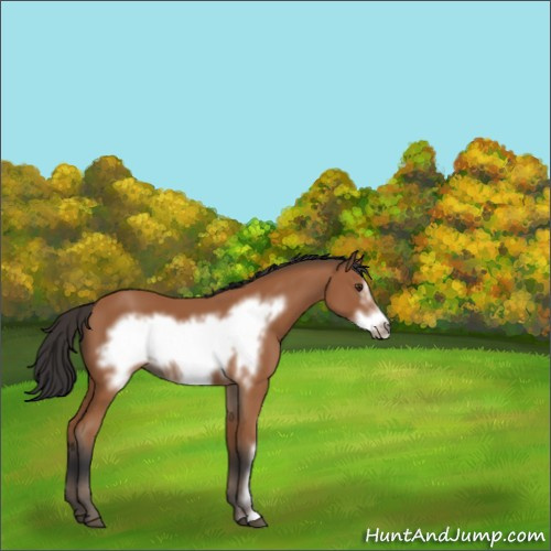 Horse Color:Bay Frame 