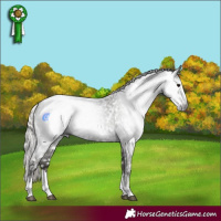 Horse Color:Gray Silver Blue Roan Splash Appaloosa 