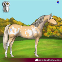 Horse Color:Chestnut Splash Appaloosa and Palomino