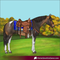 Horse Color:Buckskin Tobiano