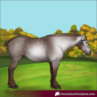 Horse Color:Gray Chestnut 