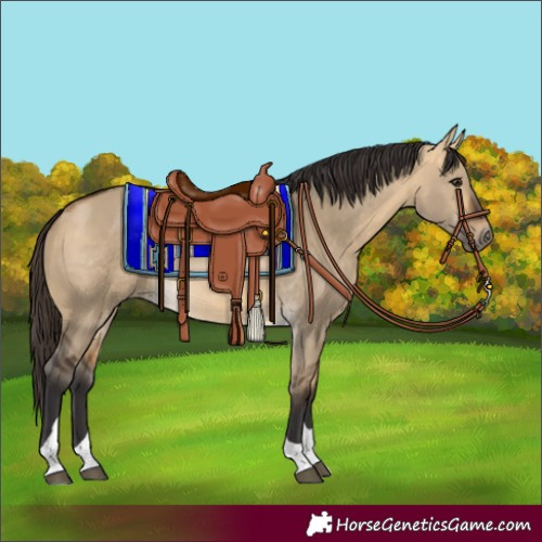 Horse Color:Buckskin Dun Tobiano