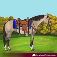 Horse Color:Buckskin Dun Tobiano