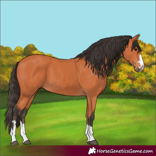 Horse Color:Bay 