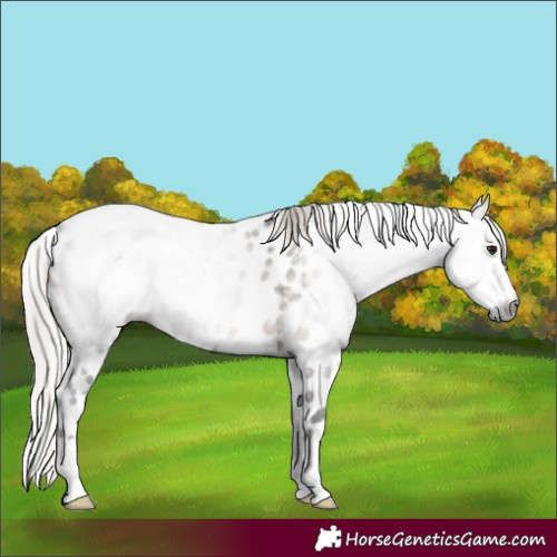 Horse Color:Gray Silver Brown Dun Leopard 