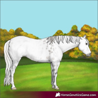 Horse Color:Gray Silver Brown Dun Appaloosa 