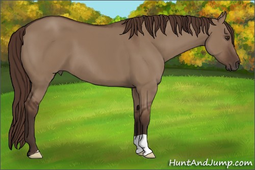 Horse Color:Liver Red Dun 