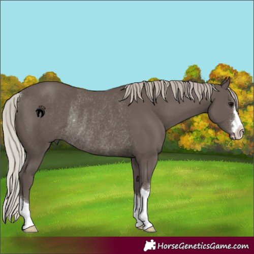 Horse Color:Silver Black Rabicano 