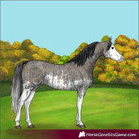 Horse Color:Grullo Sabino Splash  and Grullo Sabino Splash Rabicano 