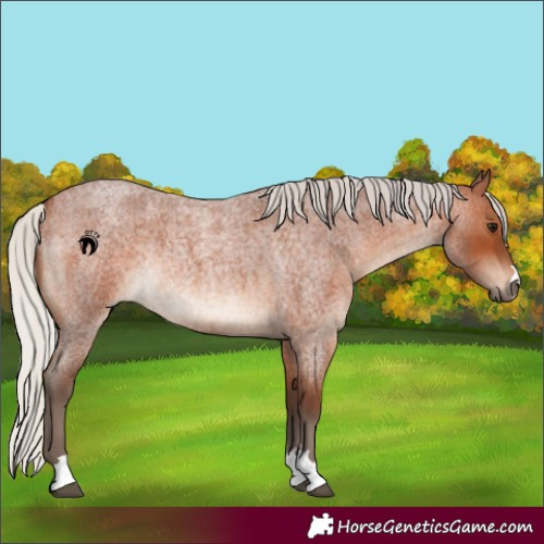 Horse Color:Silver Brown Roan Rabicano 