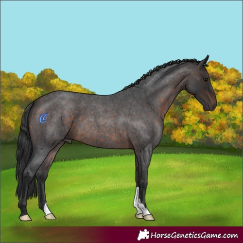 Horse Color:Brown Roan 