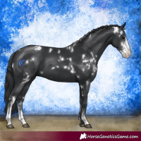Horse Color:White Spotted Black Sabino