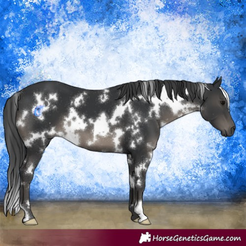 Horse Color:White Spotted Black