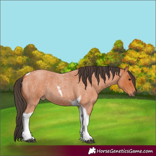 Horse Color:Bay Roan Tobiano