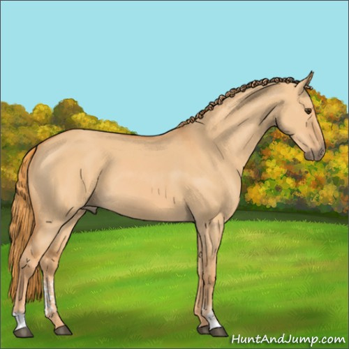 Horse Color:Red Dun Sabino 