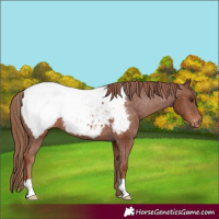 Horse Color:Chestnut Snowcap