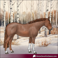 Horse Color:Red Roan Tobiano 